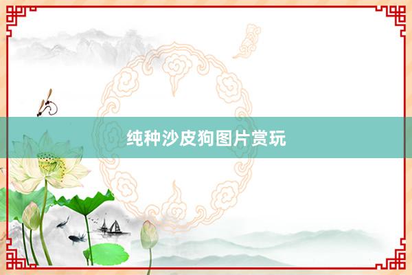 纯种沙皮狗图片赏玩